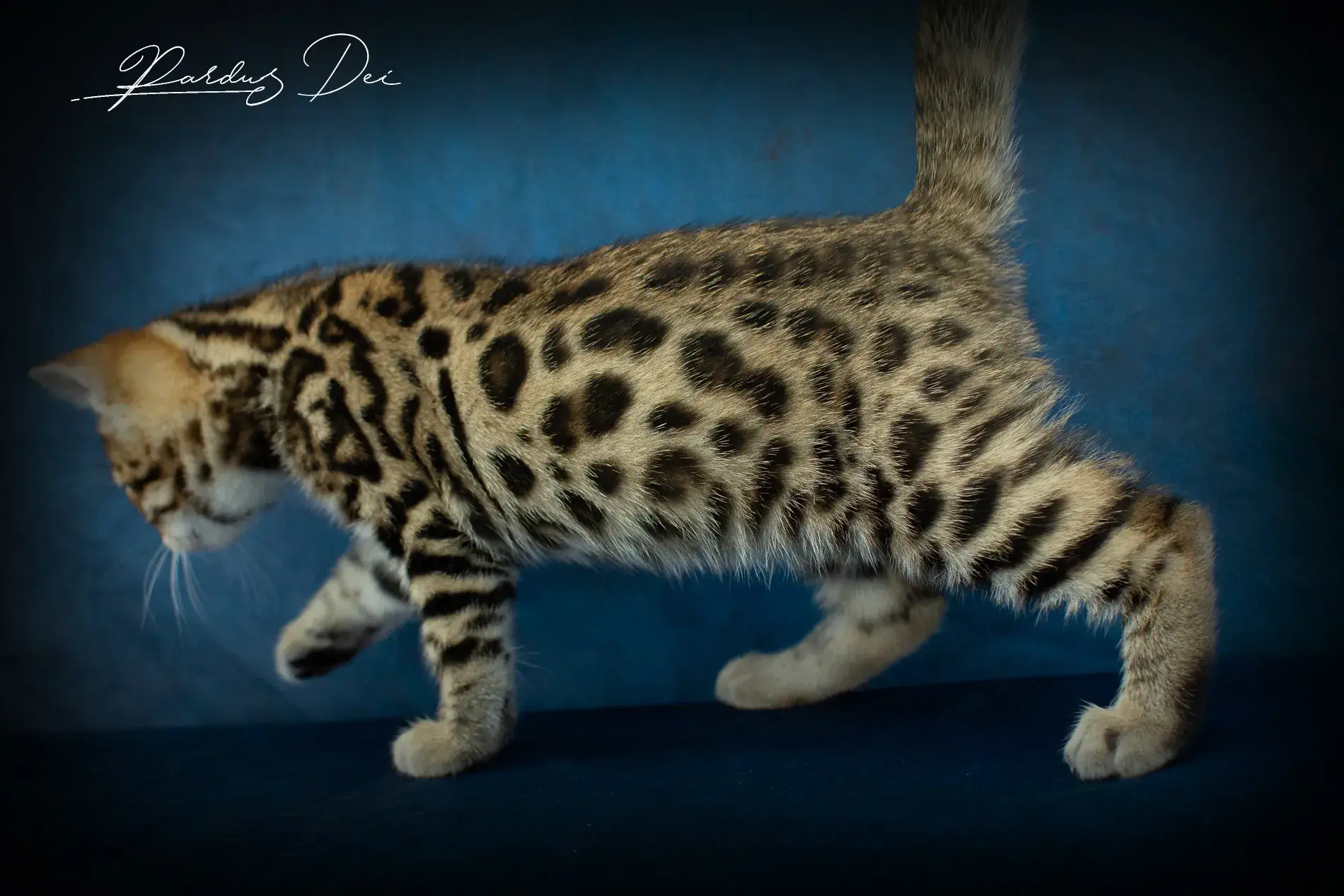 chaton bengal